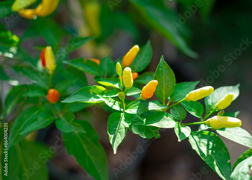 Εκτύπωση καμβά Close-up ripe yellow red tabasco pepper fruits on plant branches at backyard gar