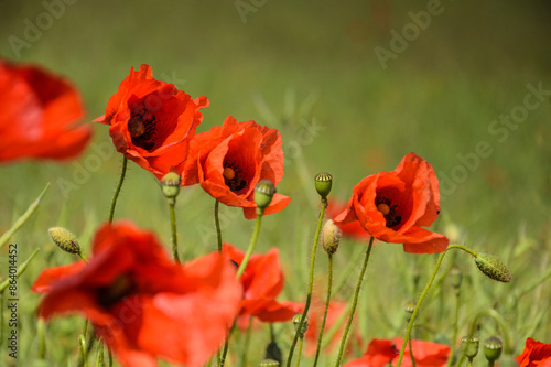 Obraz na płótnie View of Poppy flowers during spring time, Lower Silesia, Poland w salonie