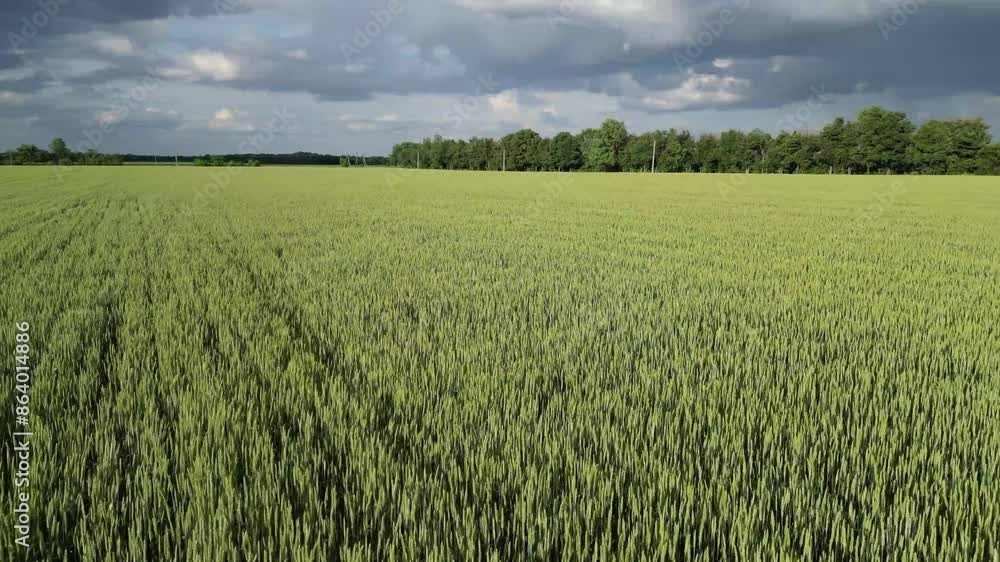 A vast field of wheat swaying gently in the wind, under a cloudy summer sky. A vast field of wheat swaying gently in the wind, under a cloudy summer sky.