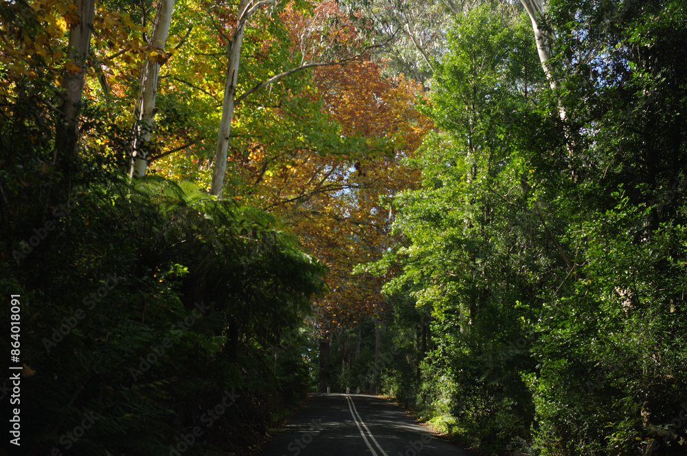 Country road framed by vivid autumn foliage deep in the Blue Mountains of Sydney - Mount Wilson, New South Wales, Australia Country road framed by vivid autumn foliage deep in the Blue Mountains of Sydney - Mount Wilson, New South Wales, Australia
