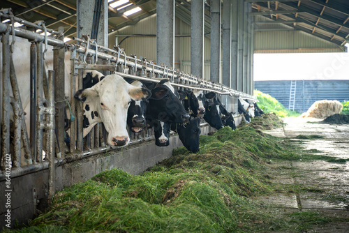 Cows are grazing relaxed in a modern cattle shed on a sunny day in the Dutch Lowlands photo