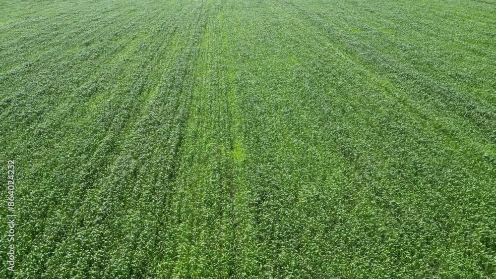 Corn summer field. An aerial view of a lush green field of alfalfa growing in the summer. Corn summer field. An aerial view of a lush green field of alfalfa growing in the summer.
