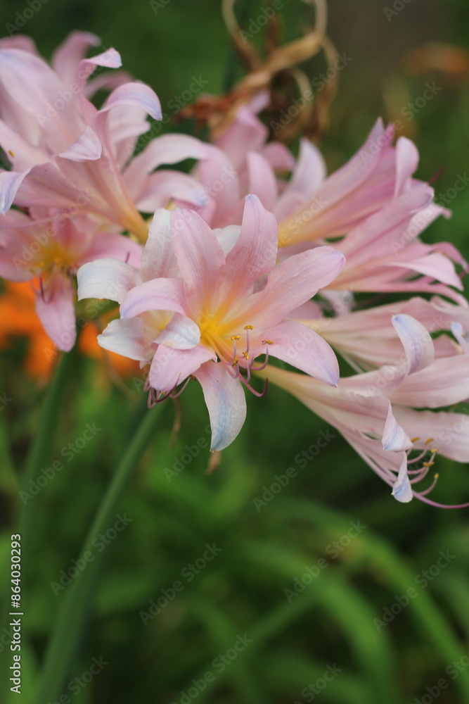 Fototapeta premium pink flowers growing in the garden