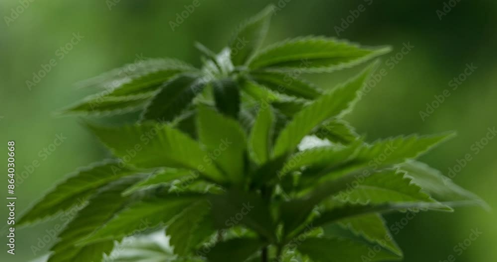 Marijuana (Cannabis sativa). Details of cannabis leaves. Marijuana (Cannabis sativa). Details of cannabis leaves.