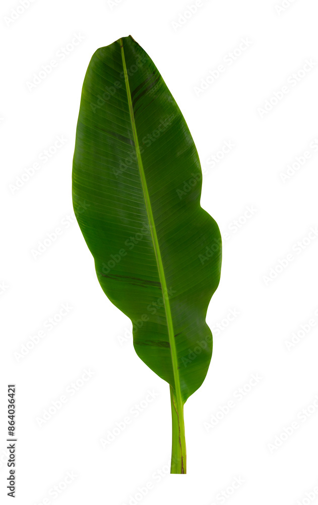 Tropical leaf isolated on white Tropical leaf isolated on white