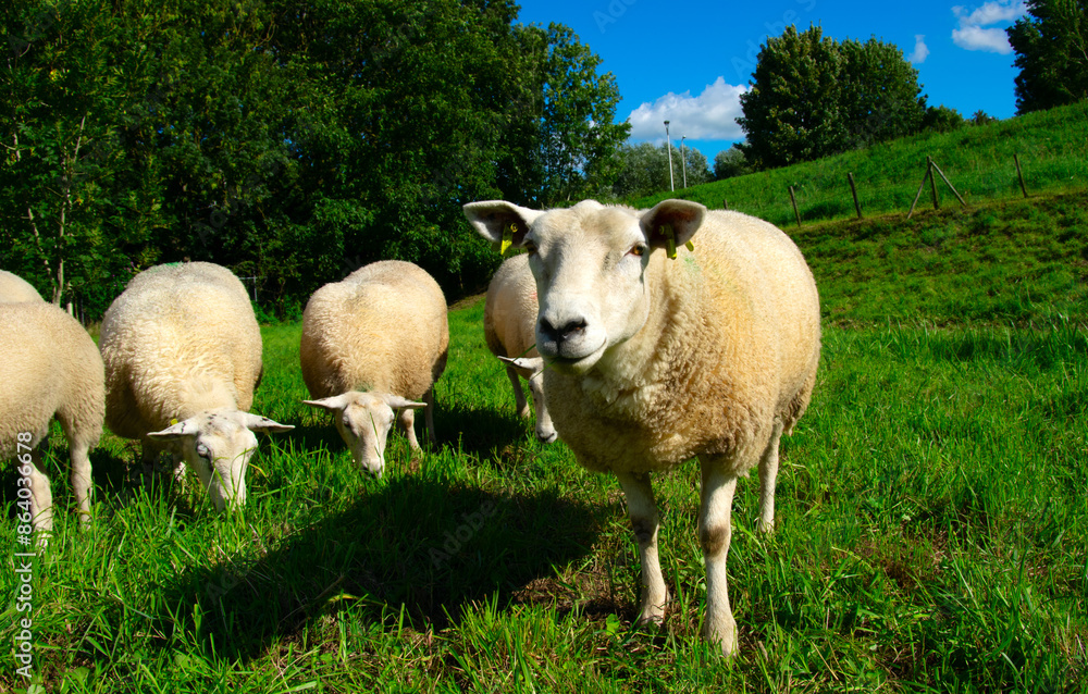 Obraz premium Sheep on green grass
