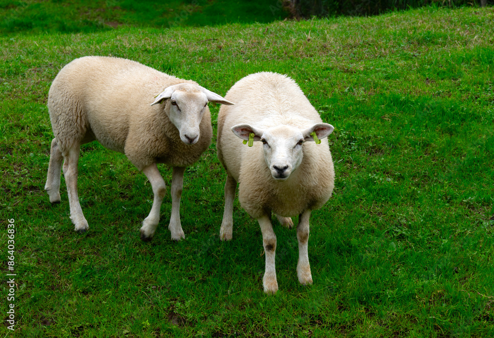 Fototapeta premium Sheep on green grass