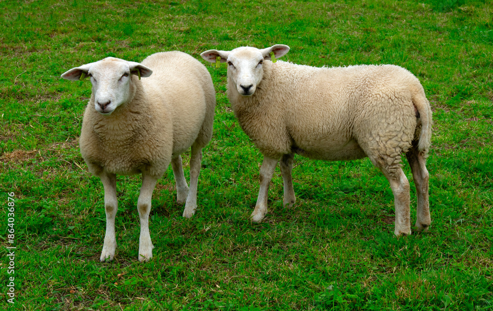 Sheep on green grass Sheep on green grass