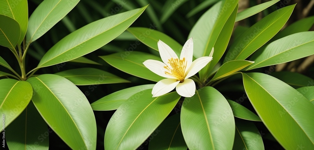 a white flower surrounded by green leaves in a garden area a white flower surrounded by green leaves in a garden area
