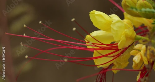 Flowers of Erythrostemon gilliesii or Caesalpinia gilliesii, an ornamental species native to South America photo