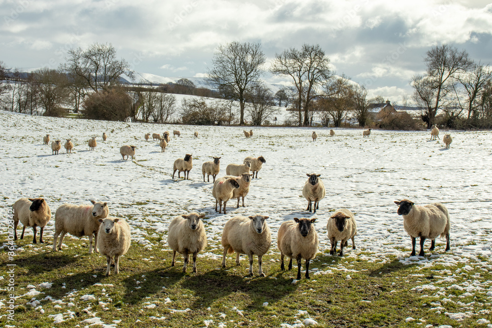 sheep in the snow sheep in the snow