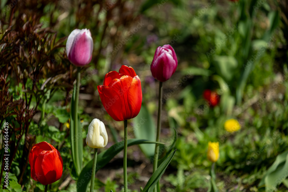 Tulips of different colors in summer on the street in the park in close-up. Tulips of different colors in summer on the street in the park in close-up.