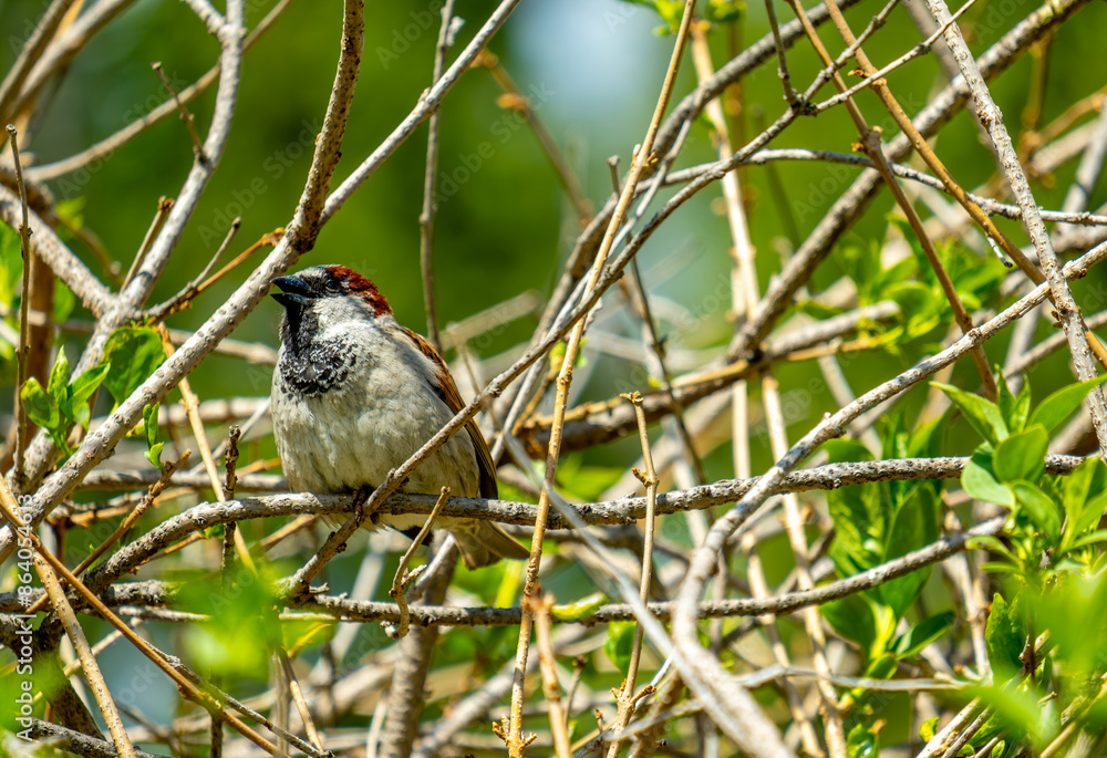 A sparrow is sitting on a branch in the bushes in close-up. A sparrow is sitting on a branch in the bushes in close-up.