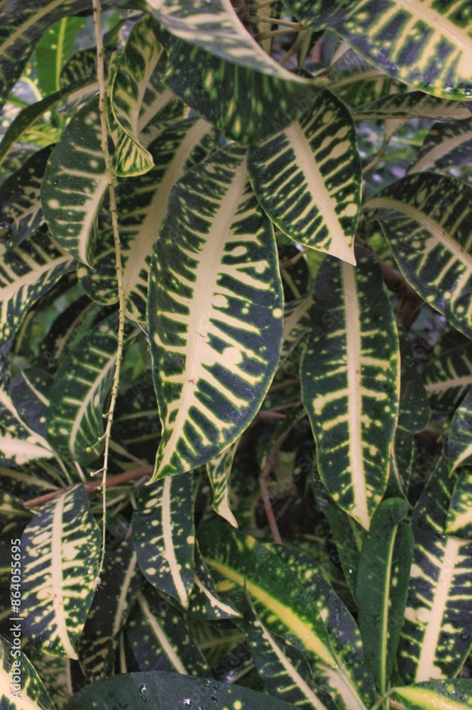 close up of a fern close up of a fern