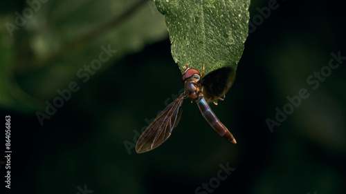 A black Syrphidae perched on a green leaf