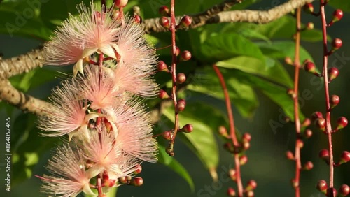 下がり花、風に揺れる