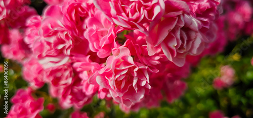 Rosa damascena, more commonly known as the Damask rose, or sometimes as Bulgarian rose, Turkish rose, Taif rose, Arab rose, is a rose hybrid, derived from Rosa gallica and Rosa moschata.