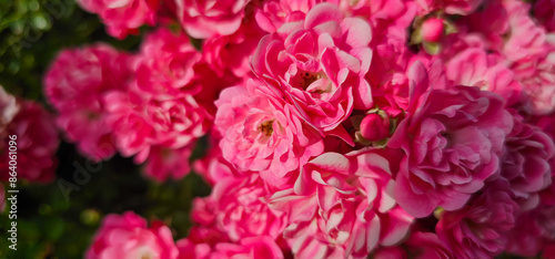 Rosa damascena, more commonly known as the Damask rose, or sometimes as Bulgarian rose, Turkish rose, Taif rose, Arab rose, is a rose hybrid, derived from Rosa gallica and Rosa moschata.
