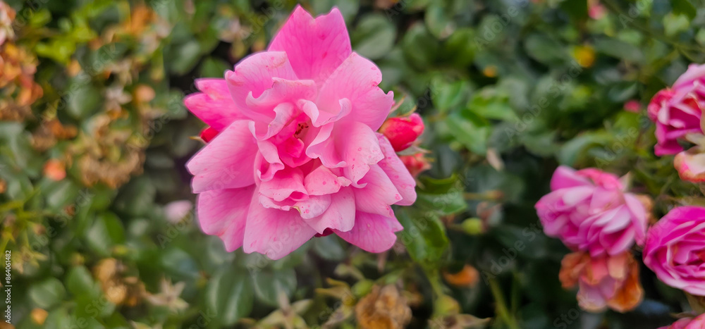 Beautiful pink roses. Damascena rose - Bulgarian rose used for perfumery. Rosa damascena close up photo. Beautiful pink roses. Damascena rose - Bulgarian rose used for perfumery. Rosa damascena close up photo.