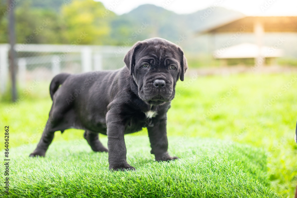 selective focus cute little black dogs Bandogs puppies Neapolitan Mastiff in perfect shape in the front yard large mixed breed dog but cute personality selective focus cute little black dogs Bandogs puppies Neapolitan Mastiff in perfect shape in the front yard large mixed breed dog but cute personality
