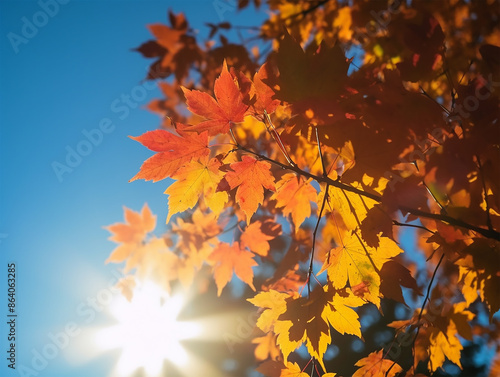 Maple leaves change their vibrant colors in autumn with the sky in the background.