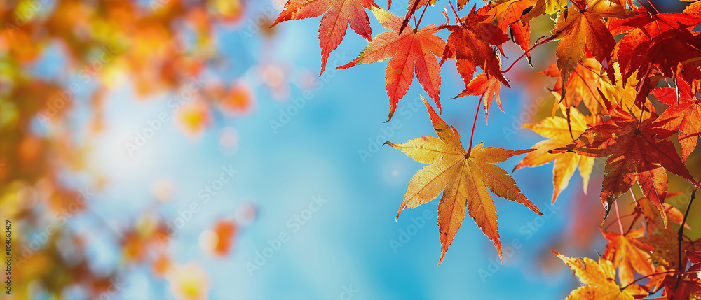 Maple leaves change their vibrant colors in autumn with the sky in the background. Maple leaves change their vibrant colors in autumn with the sky in the background.