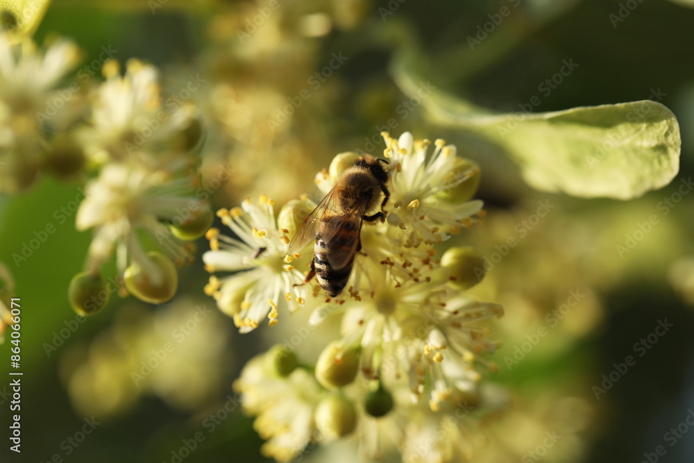 Small bee on light green flowers of linden tree. Summer linden blossom close up Small bee on light green flowers of linden tree. Summer linden blossom close up