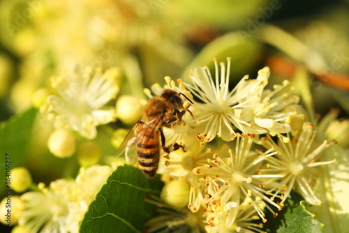 Small bee on light green flowers of linden tree. Summer linden blossom close up