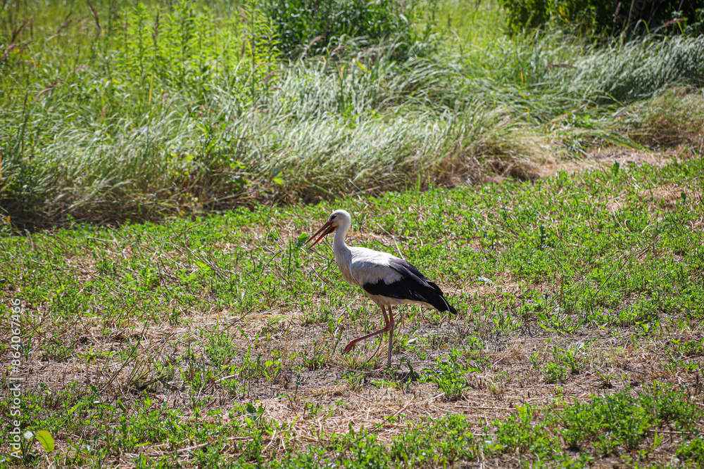 Fototapeta premium White stork in the wild looking for food