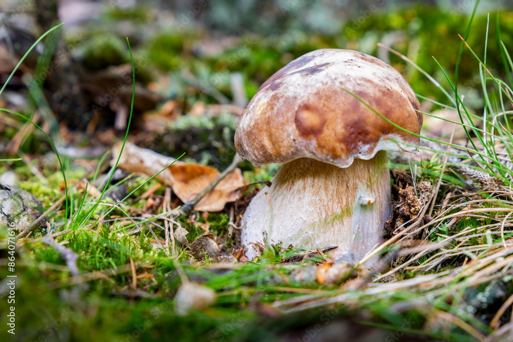 Porcini mushroom (boletus edulis) in the summer forest. Porcini mushroom (boletus edulis) in the summer forest.