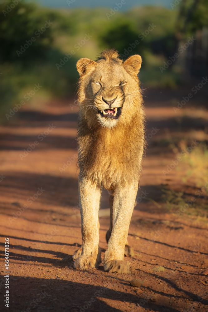 Portrait of a young male African lion (Panthera leo), Kruger National Park, South Africa, Captivating images of Africa's lions, Experience the the wild essence of the continent. Portrait of a young male African lion (Panthera leo), Kruger National Park, South Africa, Captivating images of Africa's lions, Experience the the wild essence of the continent.