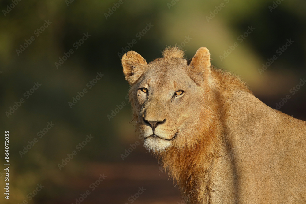 Obraz premium Portrait of a young male African lion (Panthera leo), Kruger National Park, South Africa, Captivating images of Africa's lions, Experience the the wild essence of the continent.
