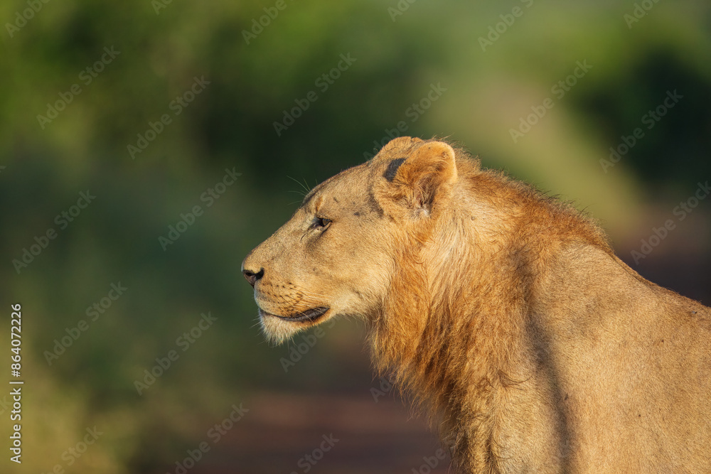 Obraz premium Portrait of a young male African lion (Panthera leo), Kruger National Park, South Africa, Captivating images of Africa's lions, Experience the the wild essence of the continent.