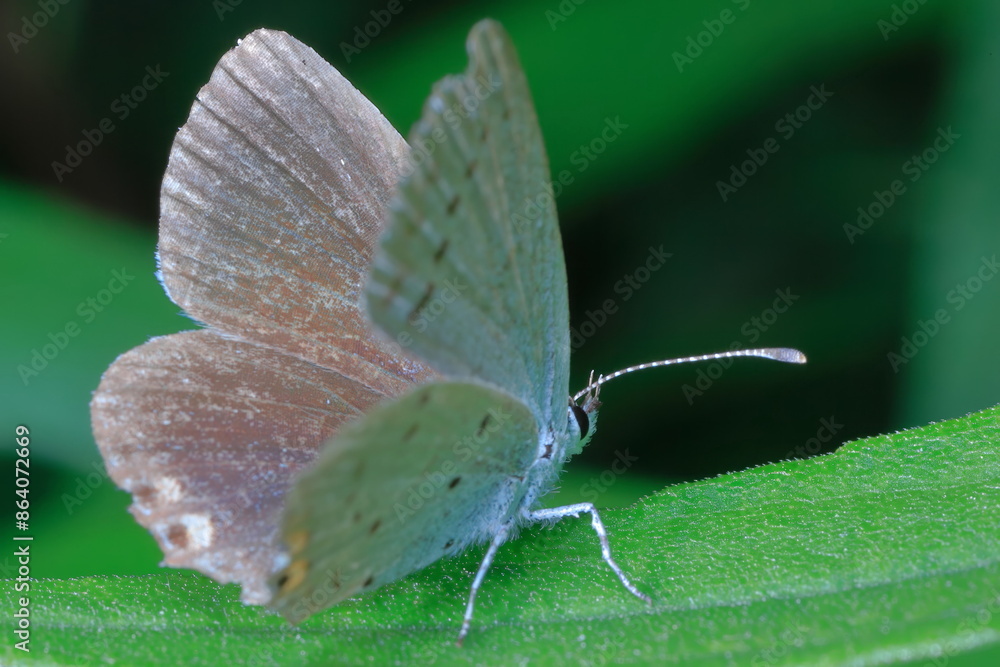 Fototapeta premium 【ツバメシジミ？】