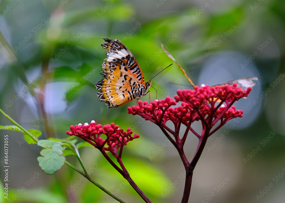 Obraz premium butterfly on flower