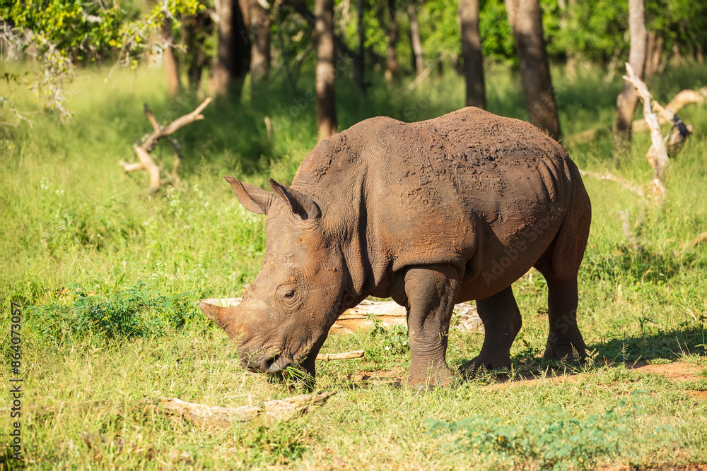 An endangered white rhinoceros (Ceratotherium simum) grazing in grassland, South Africa, Krugen national park, 4k resolution, An endangered white rhinoceros (Ceratotherium simum) grazing in grassland, South Africa, Krugen national park, 4k resolution,