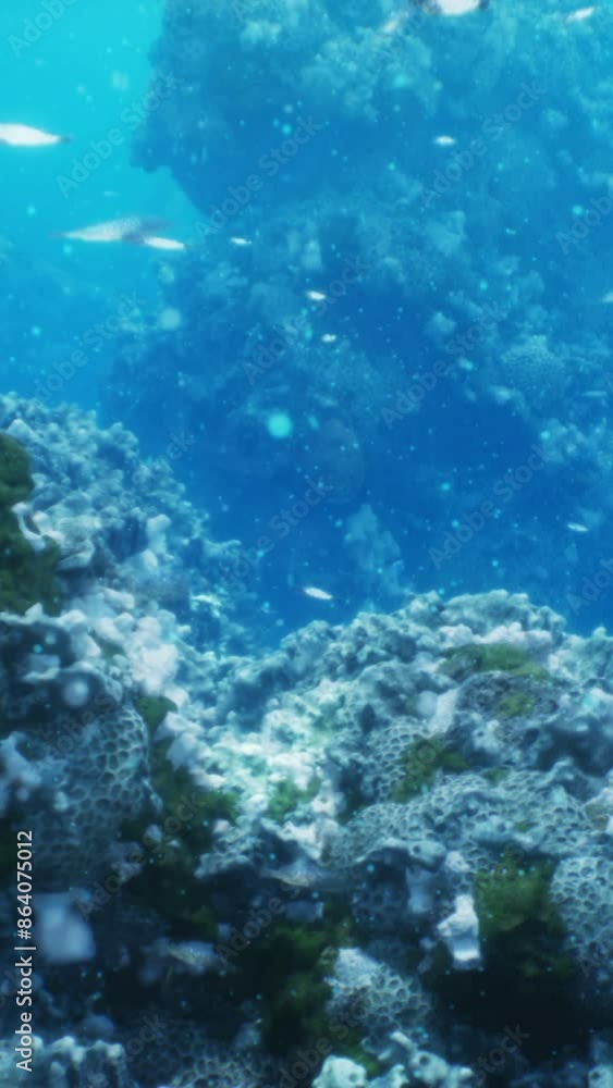 A large group of fish swimming around a coral reef A large group of fish swimming around a coral reef