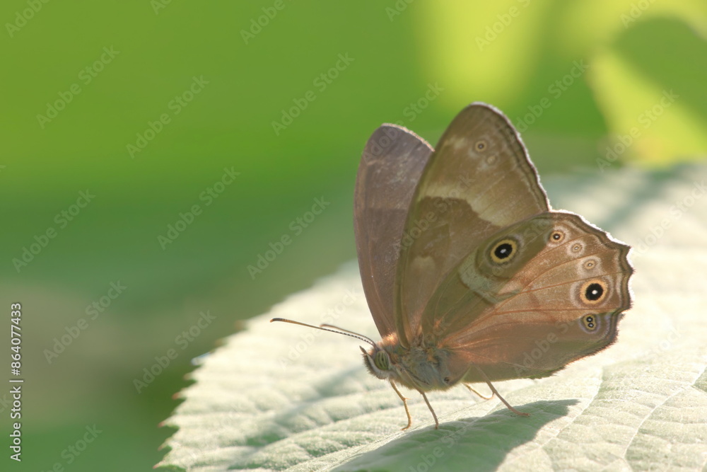 Fototapeta premium 【ヒカゲチョウ】