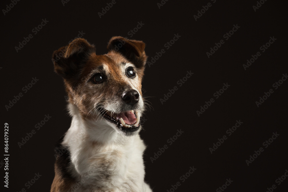 fox terrier dog head portrait in the studio on a black background fox terrier dog head portrait in the studio on a black background