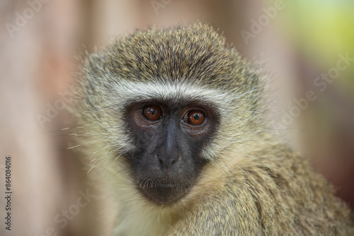 Canvas Print Vervet monkey Chlorocebus pygerythrus Old World monkey of the family Cercopithecidae Arica Kenya Portrait
