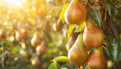 Pears ripening on a tree in a sunny orchard, golden light, organic produce, photo