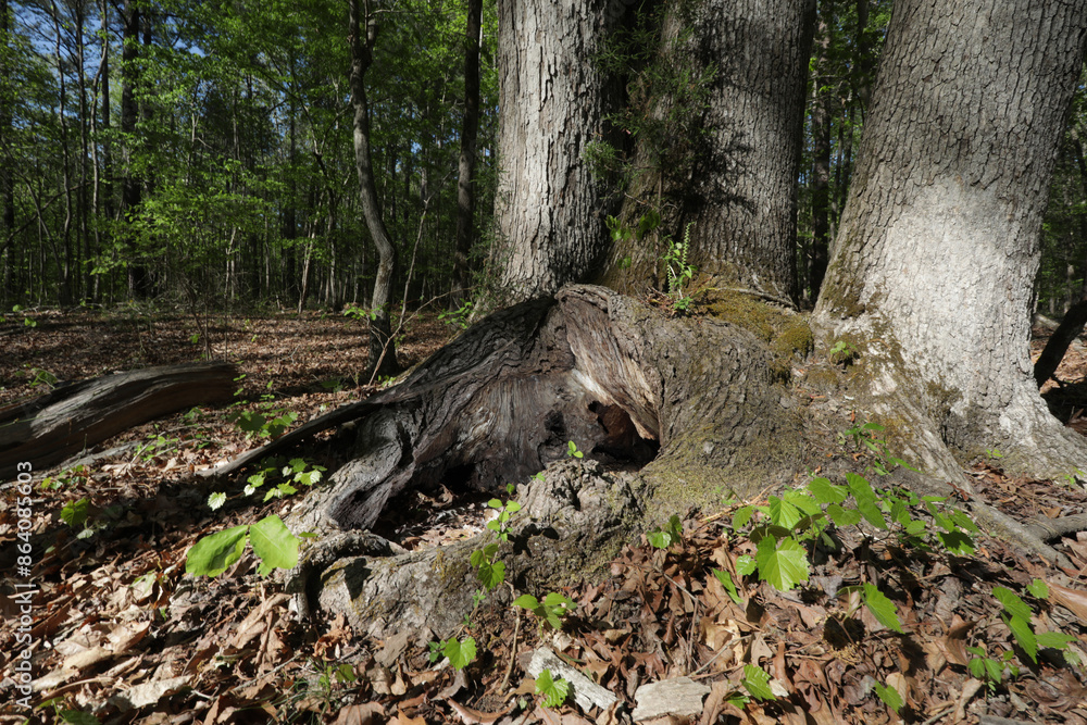 Large tree with a big hole at its base Large tree with a big hole at its base