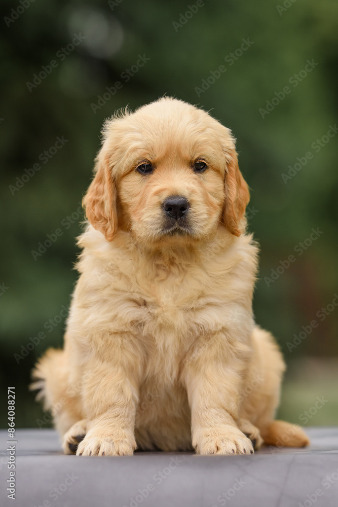 newborn puppy dog golden retriever labrador 1 month old sitting in nature in summer at sunset newborn puppy dog golden retriever labrador 1 month old sitting in nature in summer at sunset