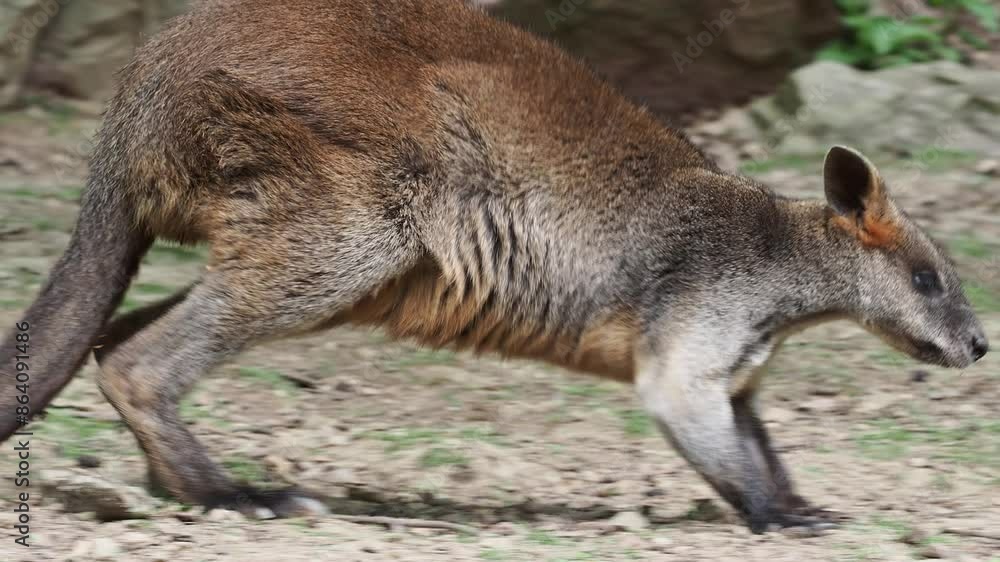 Swamp Wallaby, Wallabia bicolor. Known as the black wallaby Swamp Wallaby, Wallabia bicolor. Known as the black wallaby