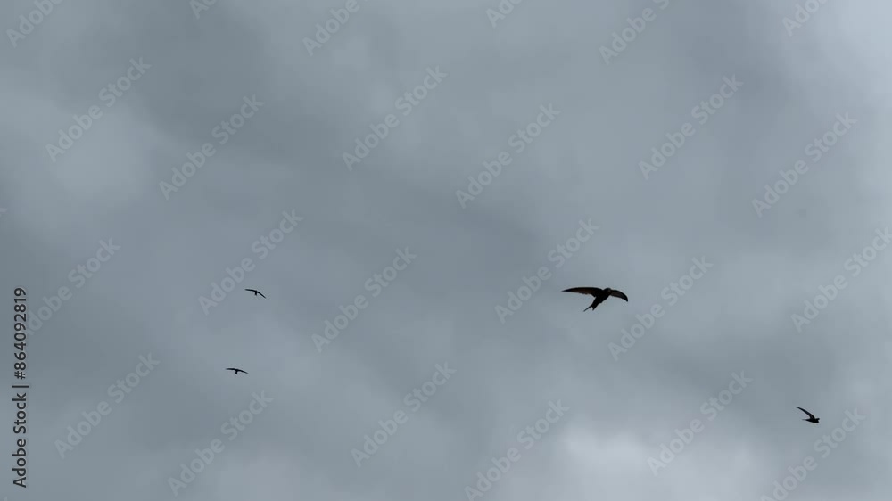 birds sparrows in flight in the dark sky. birds sparrows in flight in the dark sky.