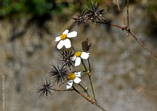 Black-jack flowers and seeds (Bidens pilosa) in Teresopolis, Rio de Janeiro, Brazil