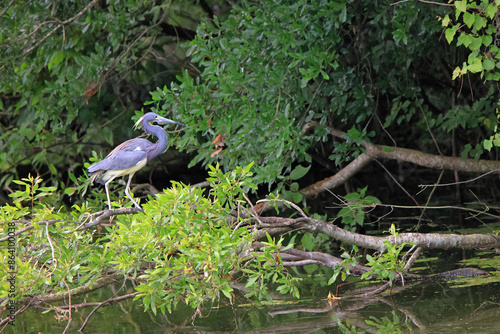 Tricolor heron standing on mangrove branches