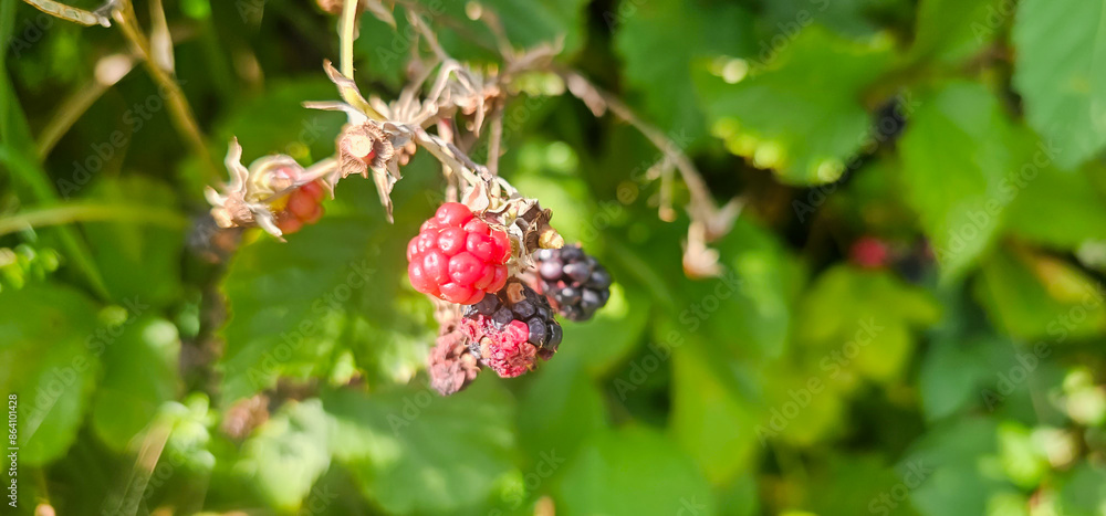 Blackberries grow in the garden. Ripe and unripe blackberries on a bush. selective focus. Blackberries grow in the garden. Ripe and unripe blackberries on a bush. selective focus.