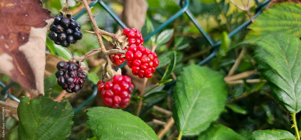 Blackberries grow in the garden. Ripe and unripe blackberries on a bush. selective focus. Blackberries grow in the garden. Ripe and unripe blackberries on a bush. selective focus.