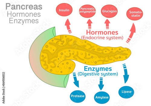 Pancreas function, hormones, enzymes. Hormones: pancreatic polypeptide, somatostatin, insulin, glucagon. Enzymes amylase, lipase, and protease. Digestive endocrine systems. Vector illustration

